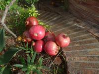 Italien, Cilento, Granatäpfel