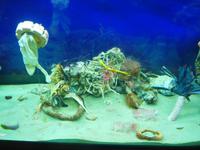 Italien, Cilento, Pioppi