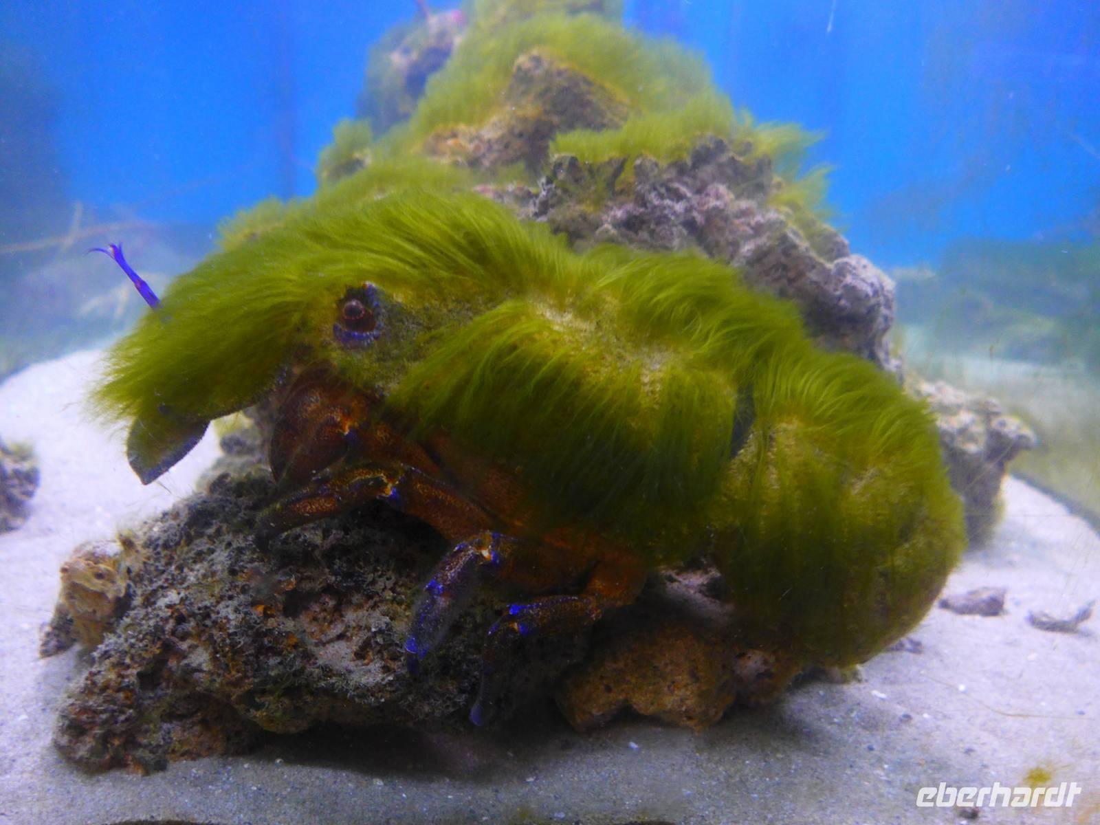 Italien, Cilento, Pioppi