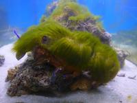 Italien, Cilento, Pioppi