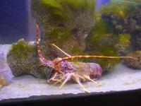 Italien, Cilento, Pioppi