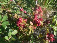 Italien, Cilento, Mastix