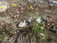 Italien, Cilento, Herbstnarzisse