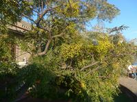 Italien, Cilento, Zedrach- oder Paternosterbaum