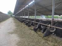 Italien, Cilento, Paestum