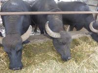 Italien, Cilento, Paestum