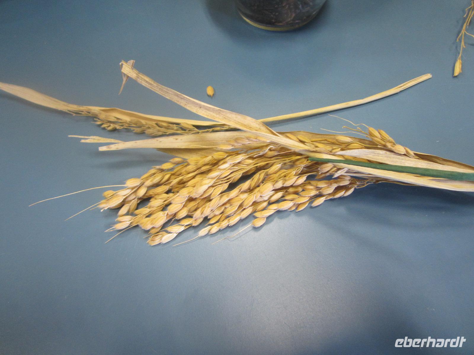 Reisanbau-landwirtschaftliche Betrieb Tenuta Castello 