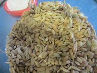 Reisanbau-landwirtschaftliche Betrieb Tenuta Castello 