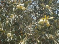 Olivenbaum vor der Ernte