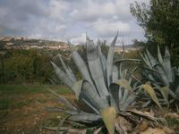 Agaven im Tal der Tempel