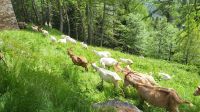 111 – Italien, Trentino, Peio Tal, Wanderung