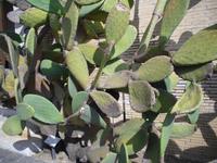 Vatikanische Gärten