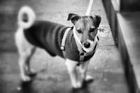 Altstadtspaziergang - Meran (13)