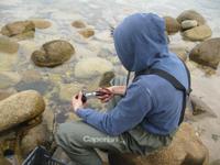 IMG_5477 Seeigel öffnen