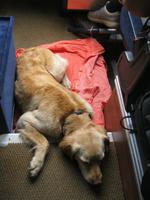 IMG_5487 müder Hund