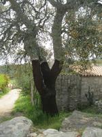 IMG_5510 geschälte Korkeiche