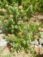 Giardini La Mortella