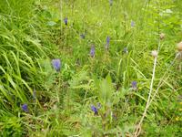 Wanderung Monte Epomeo 