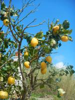 Wanderung Vataliere - Piano Liguori - Campagnano