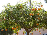 Argostoli, Andreaskloster