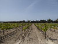 Malta, Meridiana Weingut