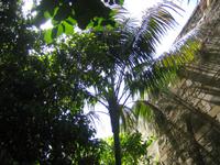 im Garten der Kirche San Giovanni degli Eremiti