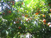 Sonnenflut im Orangenbaum