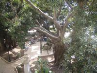 Baum an der Arethusa-Quelle 