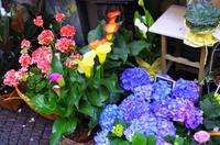 Regen in Neapel - die Blumen freut`s