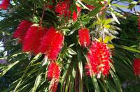 Flaschenbürstenbaum