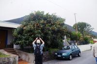 Pflanzenliebhaber auf Salina