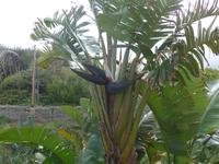 Italien, Santa Maria di Castellabate,Bananenstrelizie