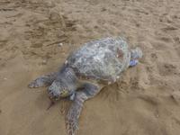 Italien, Santa Maria di Castellabate, tote Wasserschildkröte