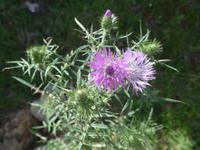 Italien, Santa Maria di Castellabate, Distel