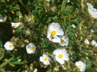 Italien, Santa Maria di Castellabate, weiße Zistrose