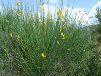 Italien, Santa Maria di Castellabate, Ginster