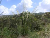 Italien, Santa Maria di Castellabate, Schneidegras