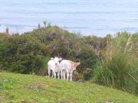 Italien, Punta Tresina