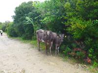 Italien, Punta Tresina