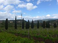 Italien, Weingut Marino