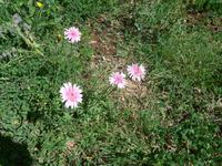 Italien, Cilento, rosa Pippau