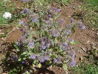 Italien, Cilento, Borretsch