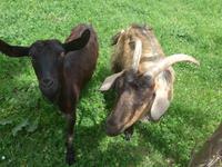 Italien, Cilento, Ziegen