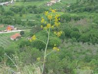 Italien, Cilento, Ferula