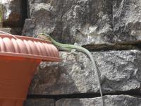 Italien, Cilento, Eidechse