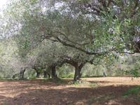 Italien, Cileno, Olivenhain