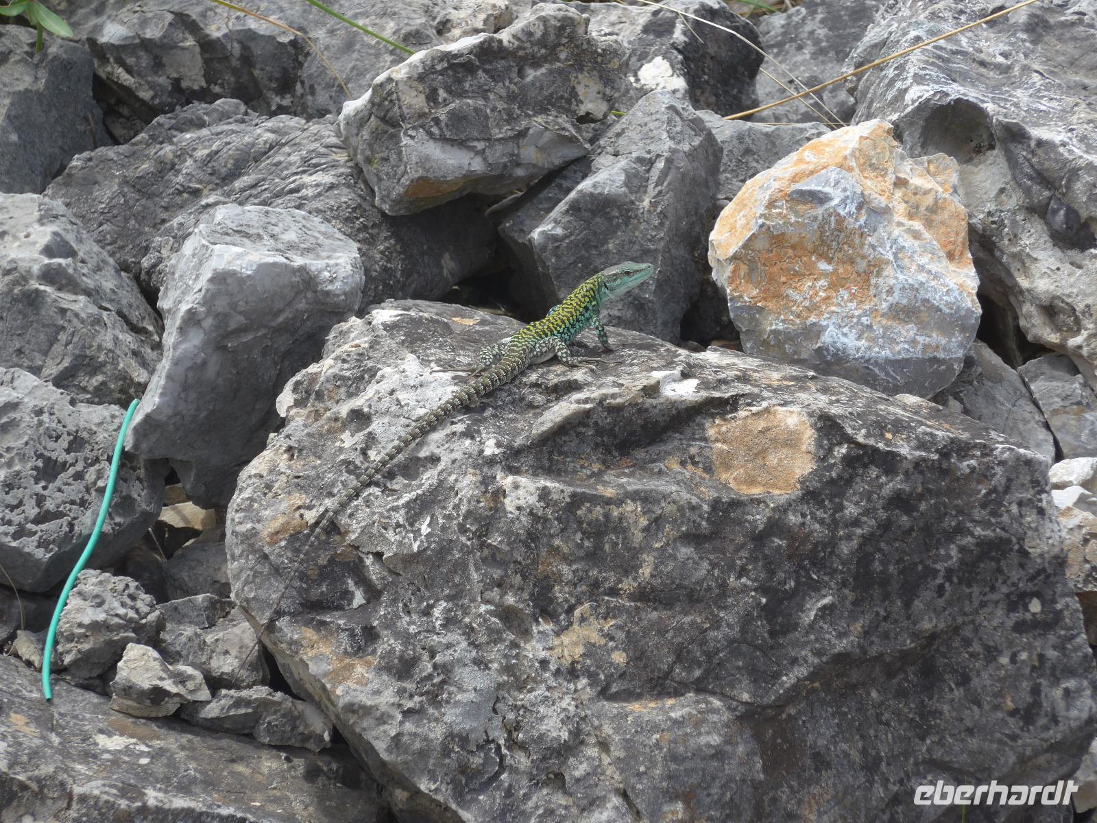 Italien, Cilento, Eidechse