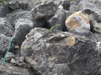 Italien, Cilento, Eidechse