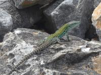 Italien, Cilento, Eidechse