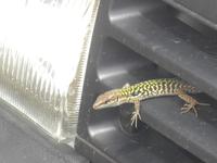 Italien, Cilento, Eidechse, im Autogrill